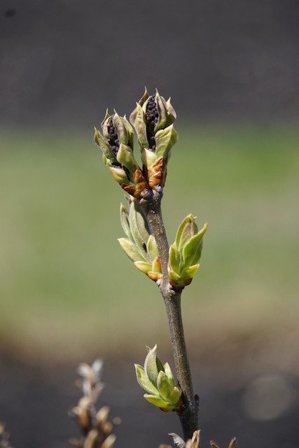 Lilac Bush Not Blooming? Here's What to Do - Birds and Blooms