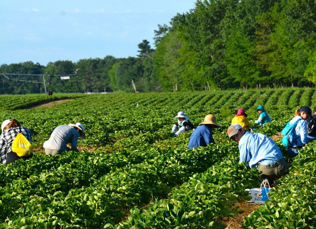 Pick your own Maine strawberries at Pineland Farms in New Gloucester, Maine
