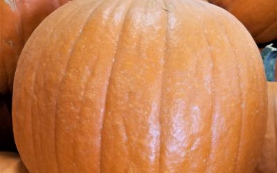POP-UP PUMPKIN SHOP