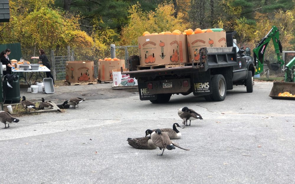 Maine Wildlife Park pumpkins from Pineland