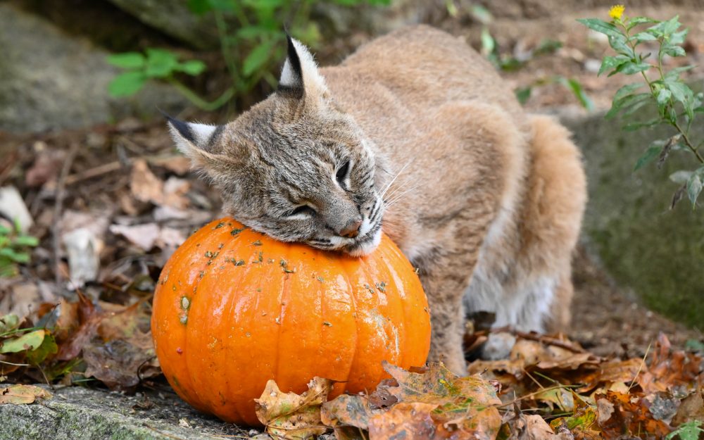 From Patch to Park: Pumpkins Enriching Wildlife Lives