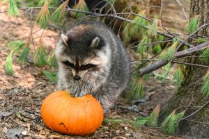 Raccoon with a pumpkin