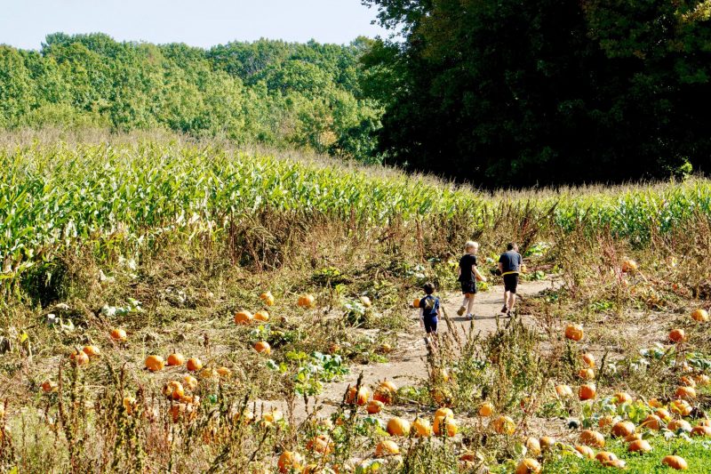 Kids running in the pumpkin patch. Next to the 5 acre corn maze.