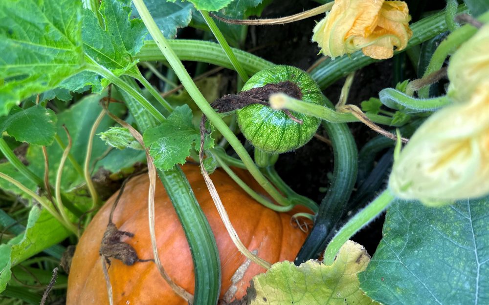 Fall in New Gloucester, Maine: Time to pick Pumpkins at Pineland Farms Produce Division