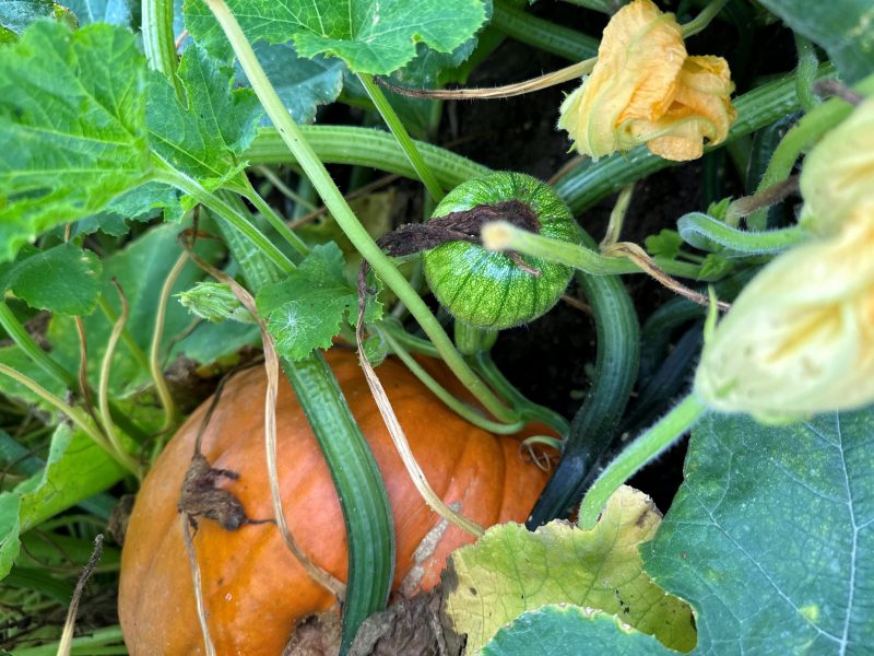 Pineland Farms pumpkins in the fields.