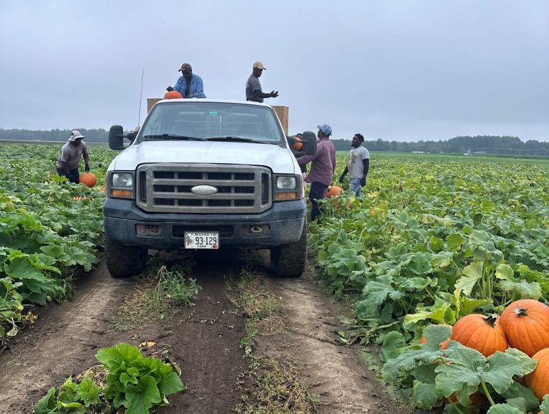 Farmers picking Pineland Farms pumpkins at the Pineland Farms Produce Division in New Gloucester, Maine.