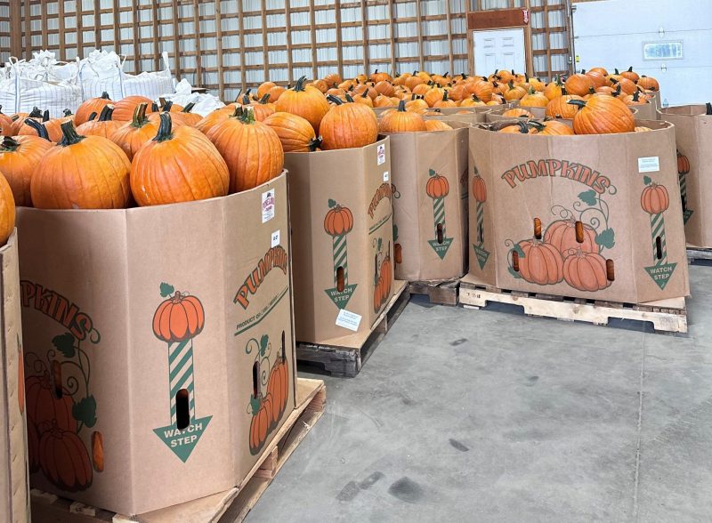 Pineland Farms pumpkins sorted and packed at the Pineland Farms Produce Division in New Gloucester, Maine.