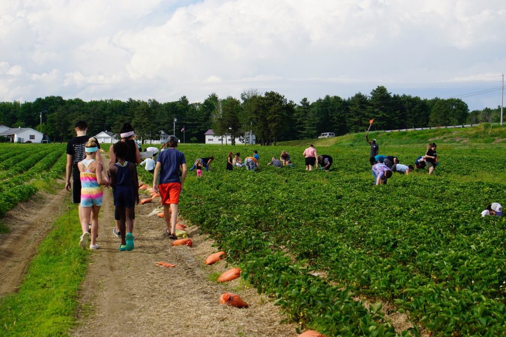 Pick your own Maine strawberries at Pineland Farms in New Gloucester, Maine