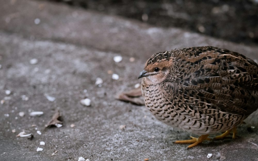 Welcoming Spring and New Arrivals to the Farm
