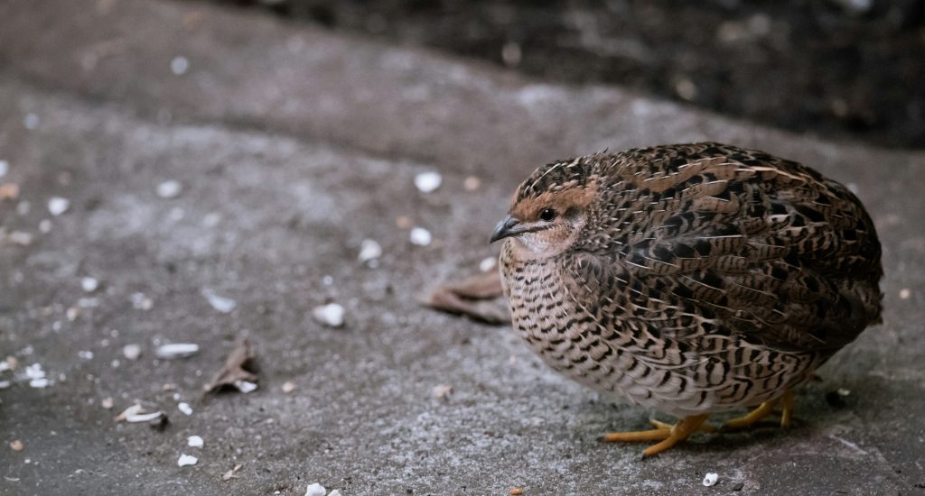 quail