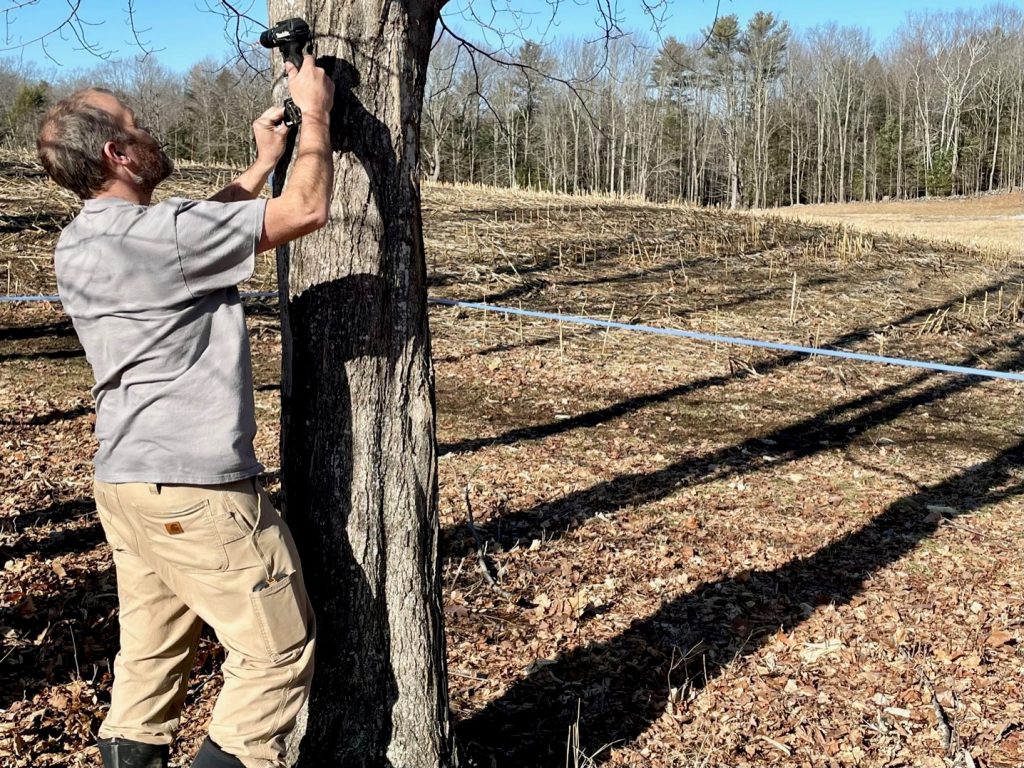 tapping maple trees at pineland farms