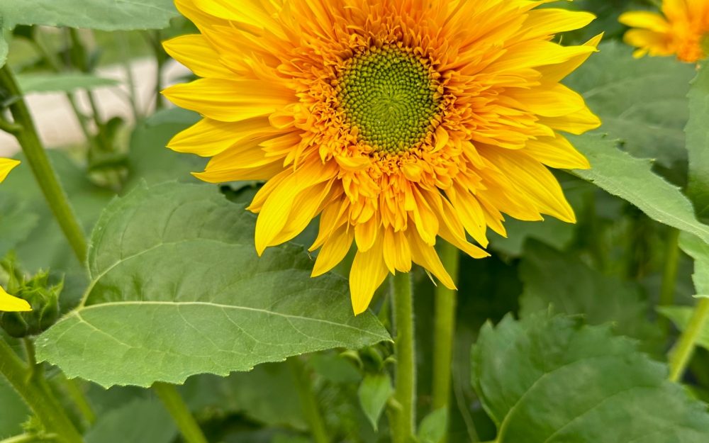 Sunflower Labyrinth