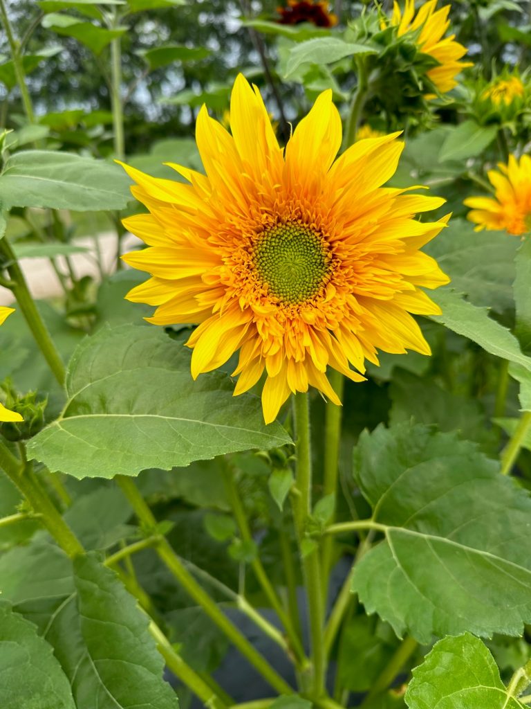 Sunflower Labyrinth