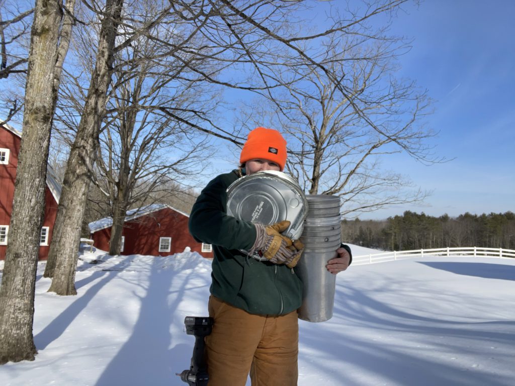 Sydney collecting maple syrup