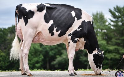 Pineland Tatoo Poutine sells for $77,000