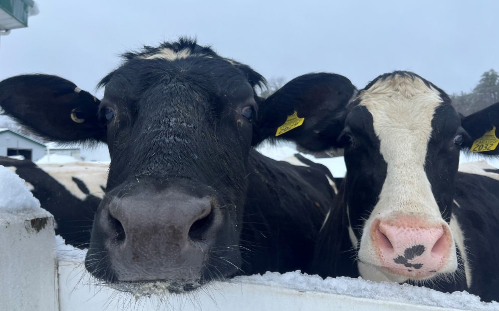 cows leaning heads against fence