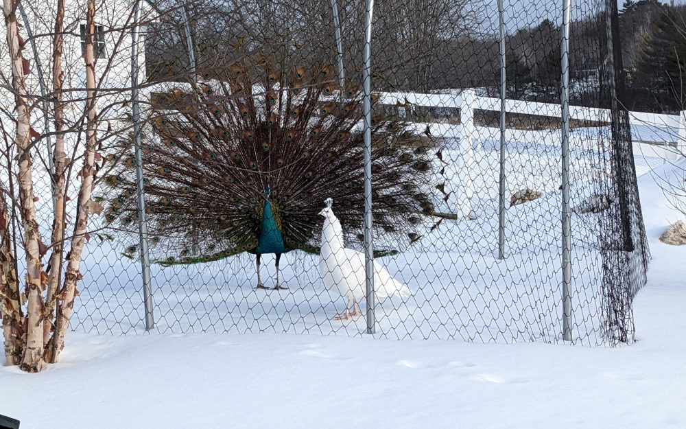 peafowl zeus and hera in winter